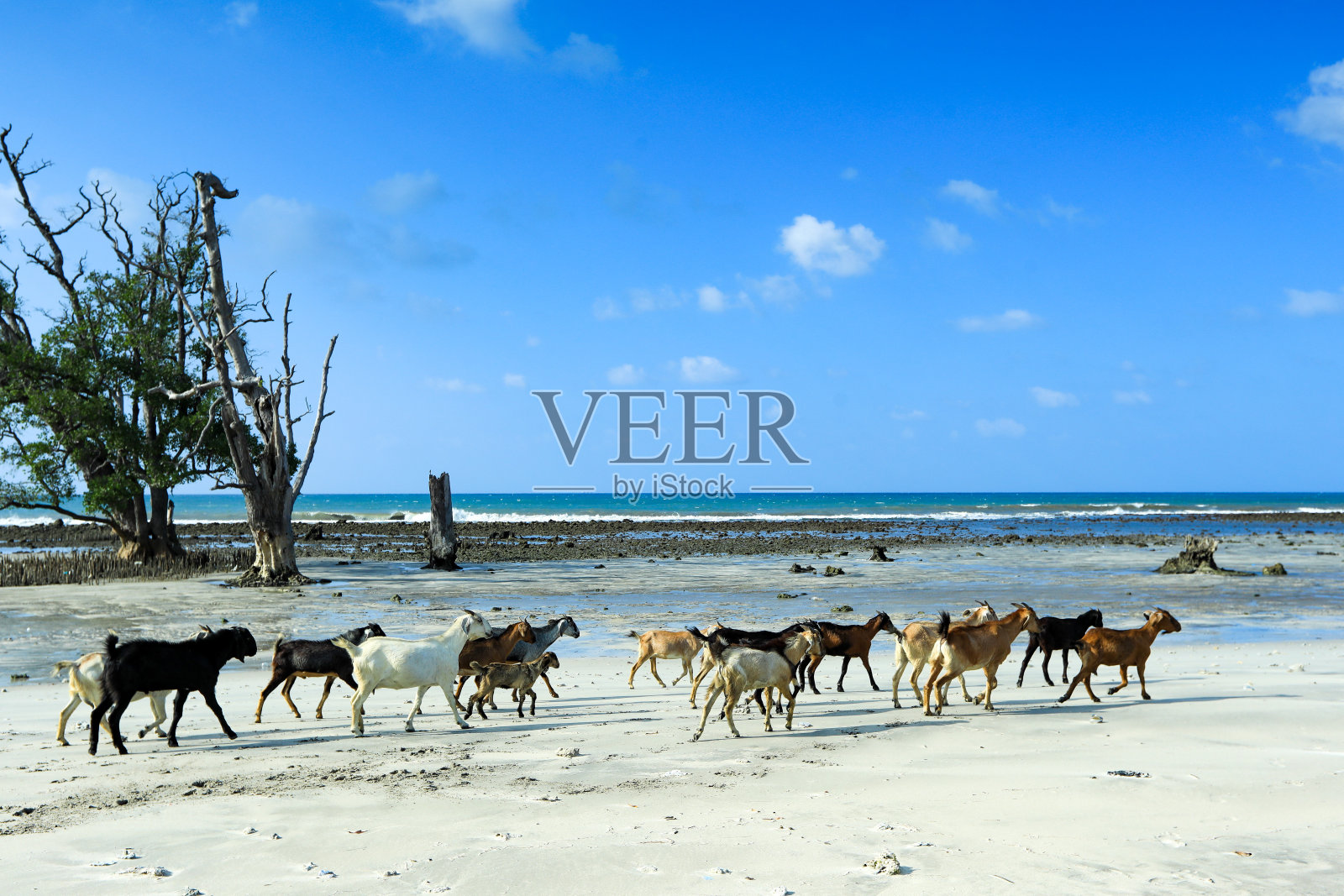 MANGGROVE照片摄影图片