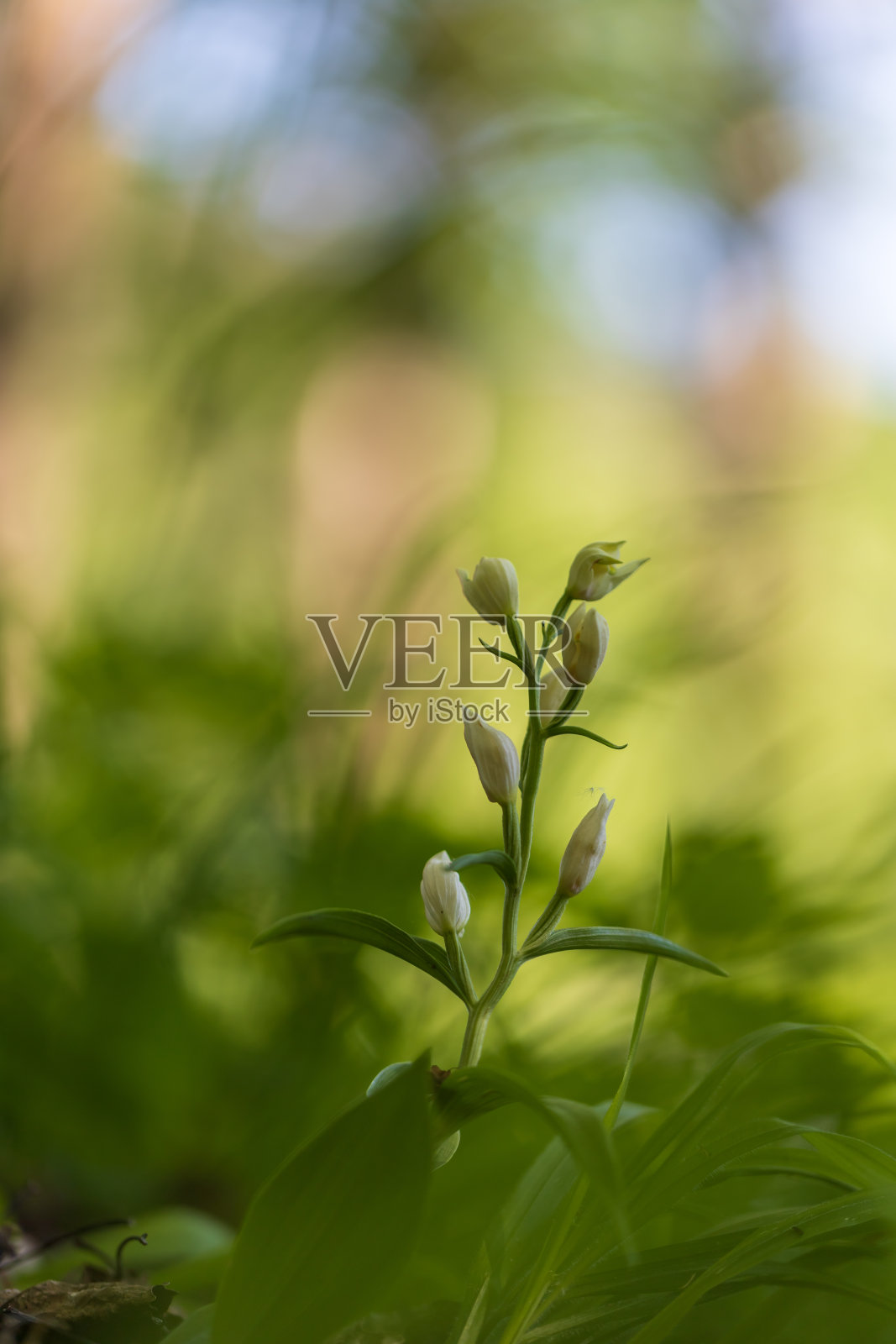 美丽的彩色兰花花与绿色的背景和美丽的散景。野生有意者。照片摄影图片