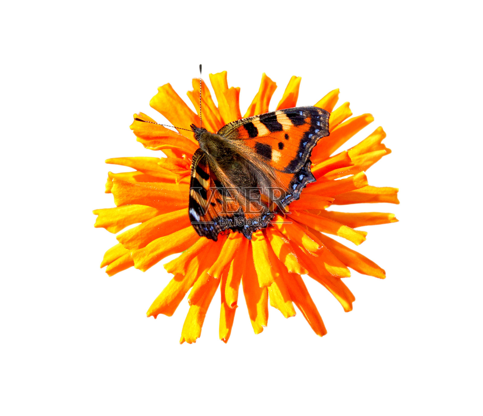 蝴蝶花图像。照片摄影图片