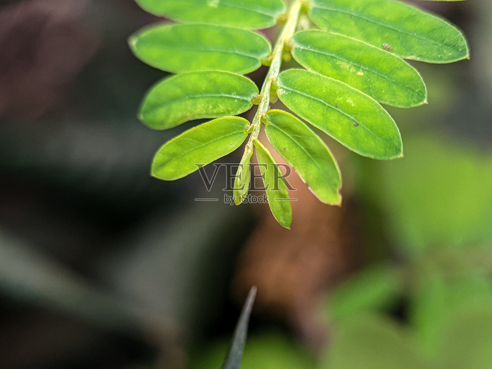 自然背景，近距离观察余叶草的叶子照片摄影图片
