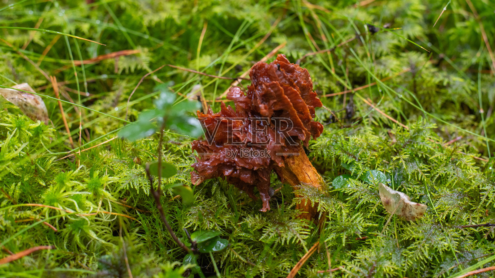 绿苔上的羊肚菌照片摄影图片