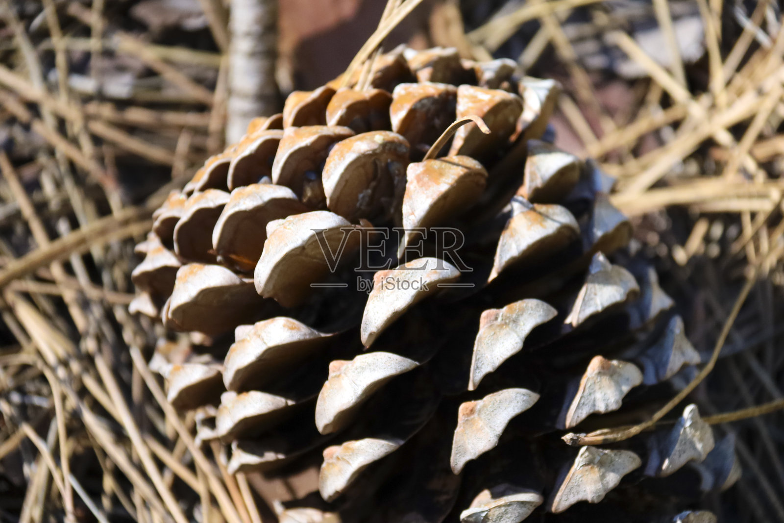 卡索拉-塞古拉山的松树球果照片摄影图片