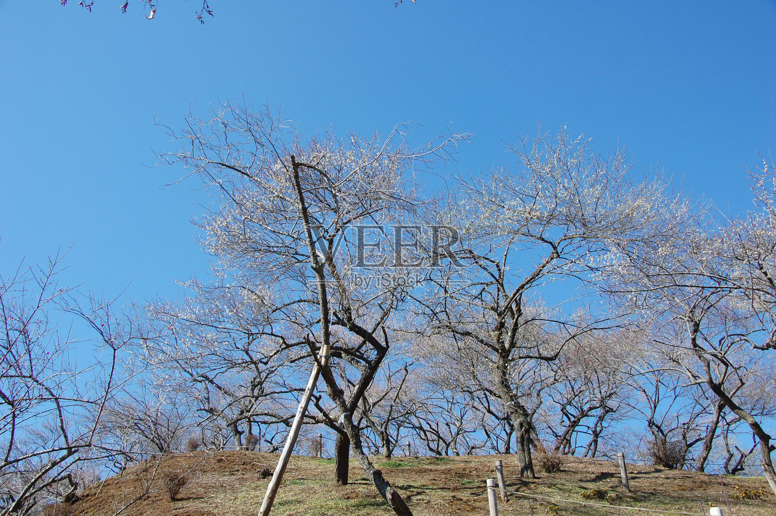 东京著名的梅花景点“吉野白狗”和春花照片摄影图片