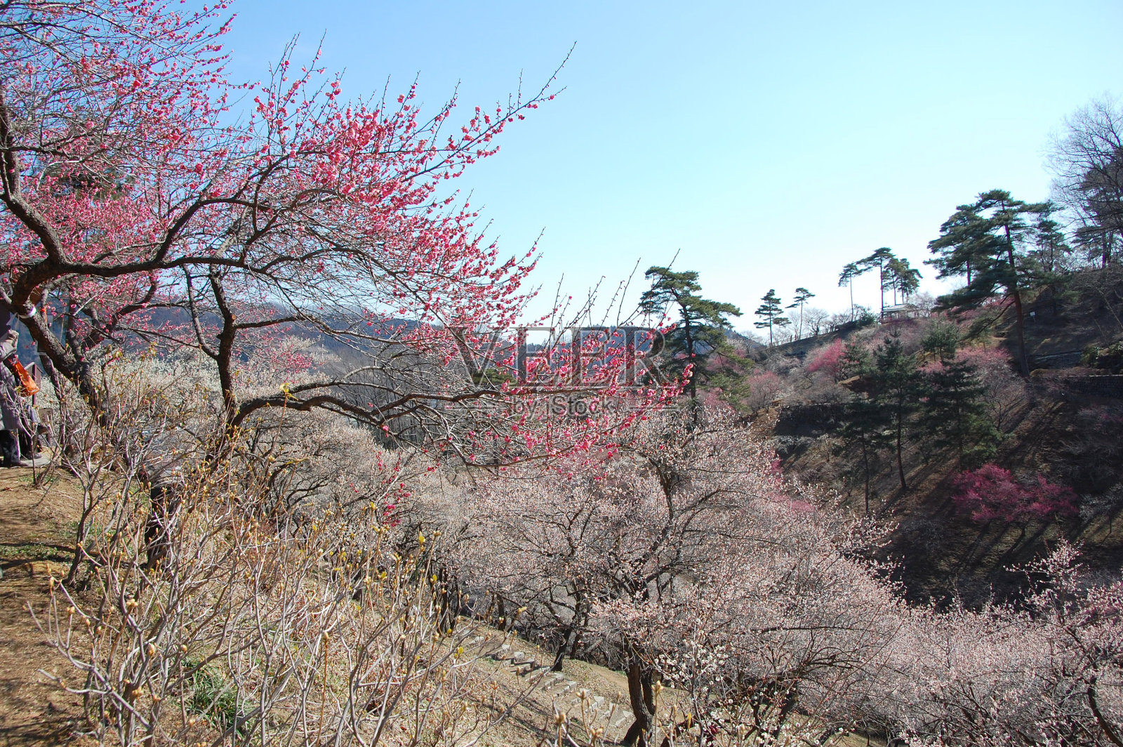 东京著名的梅花景点“吉野白狗”和春花照片摄影图片