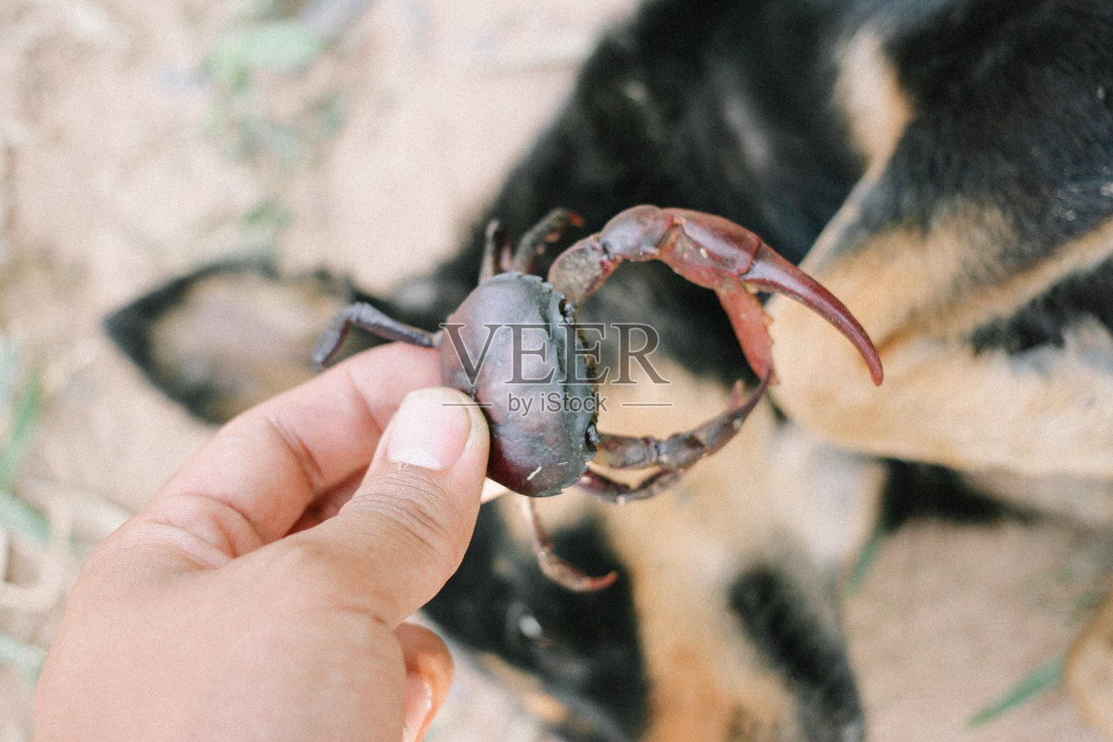 泰国蟹照片摄影图片