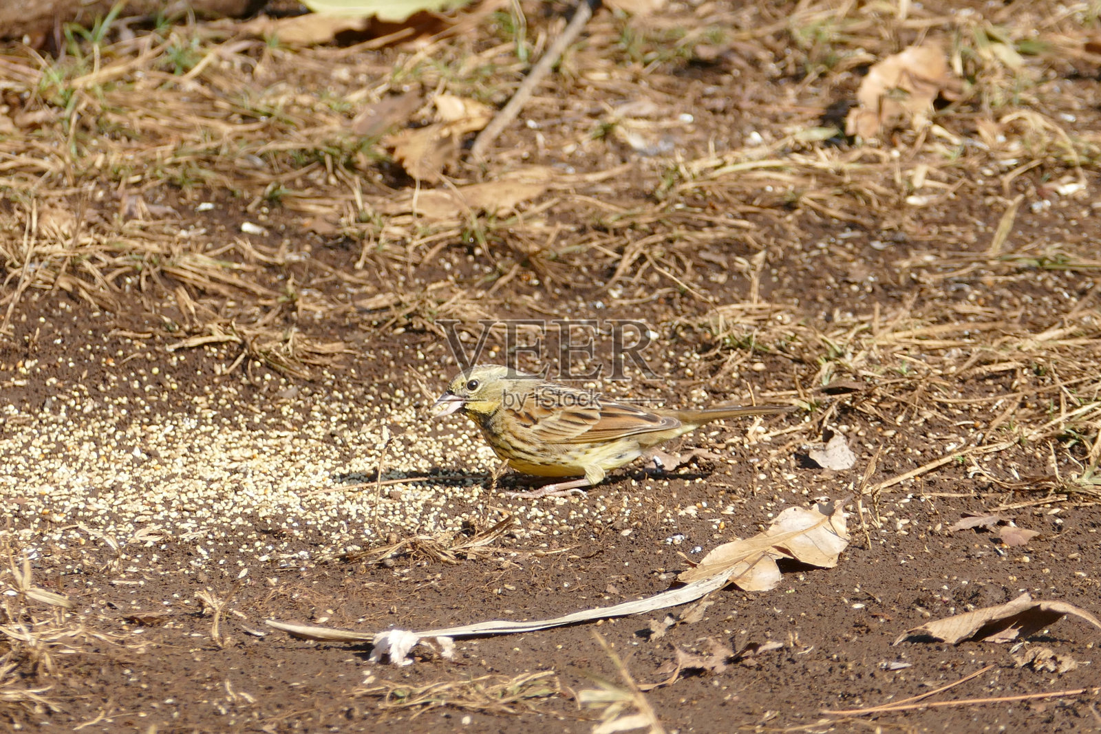 东京的野鸟照片摄影图片