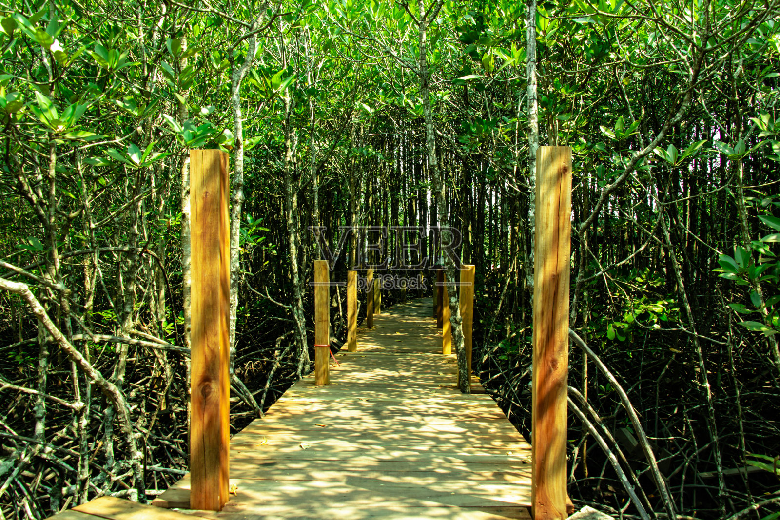 红树林中的木制小径照片摄影图片