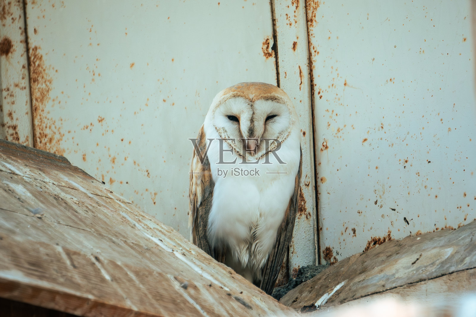 小木巢里的谷仓猫头鹰照片摄影图片