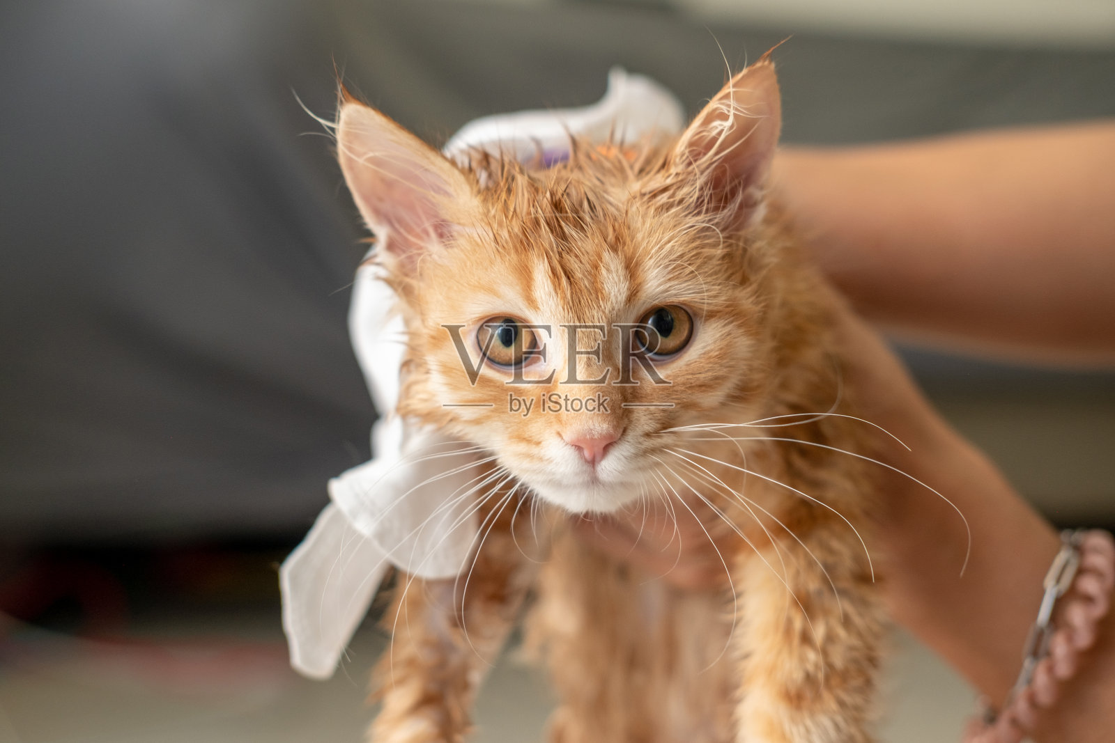 女人的手在给房子里的一只橙色的猫洗澡。照片摄影图片