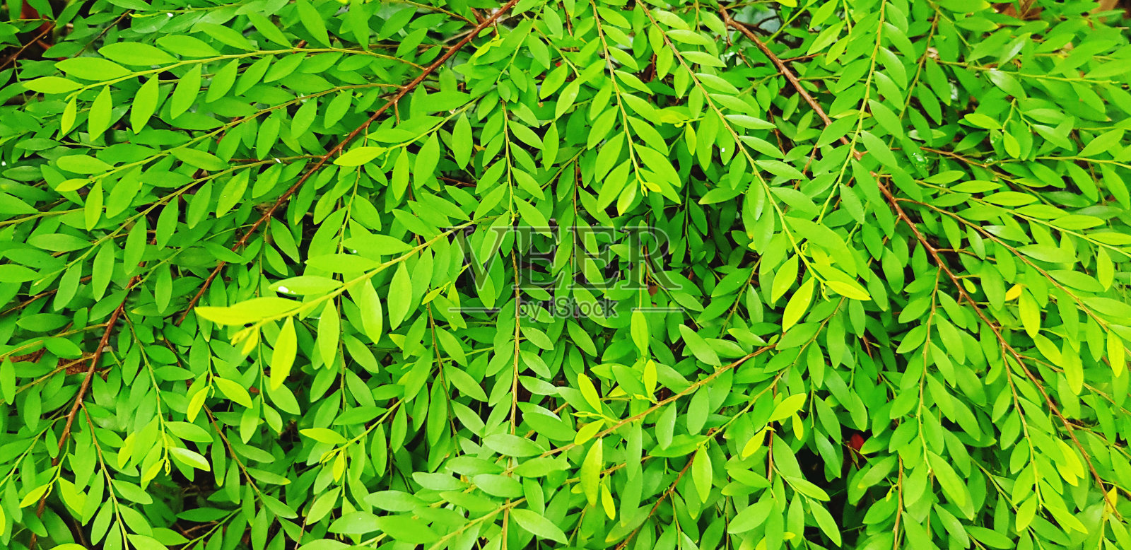 清新的绿色屋檐图案作为植物花园的背景。自然之美，生长和秋天的概念。照片摄影图片