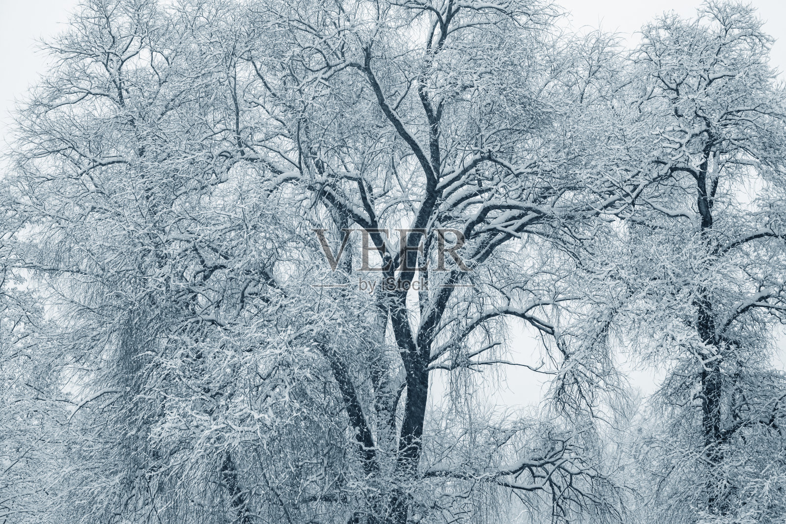 冬天的背景。照片摄影图片