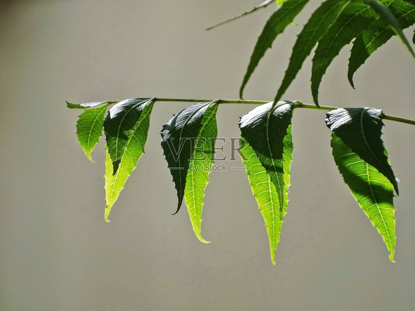 繁茂的树冠照片摄影图片