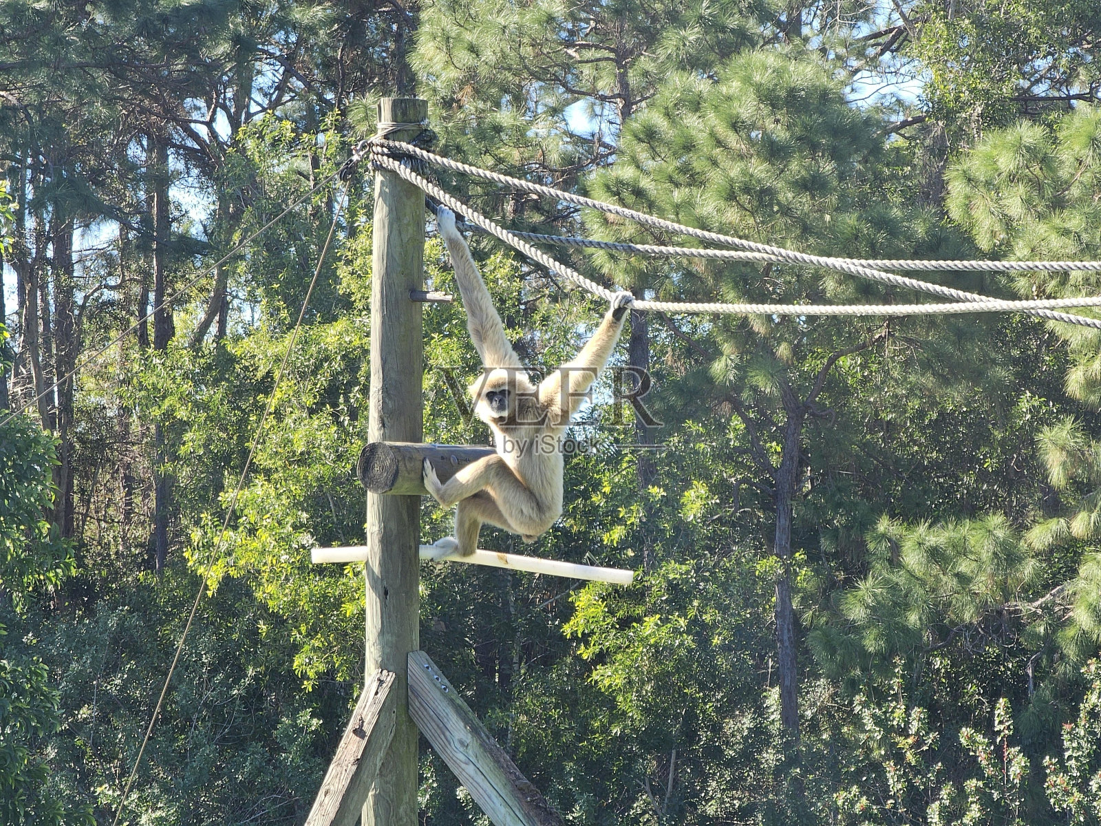 树短杆陆生植物森林休闲照片摄影图片