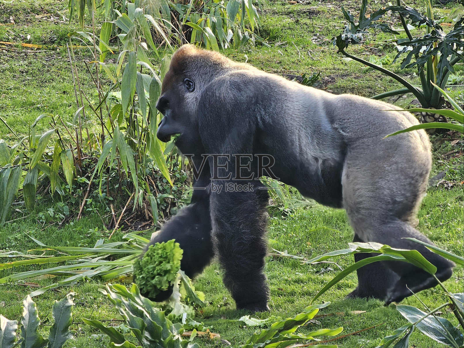灵长类植物草地被动物陆生植物照片摄影图片