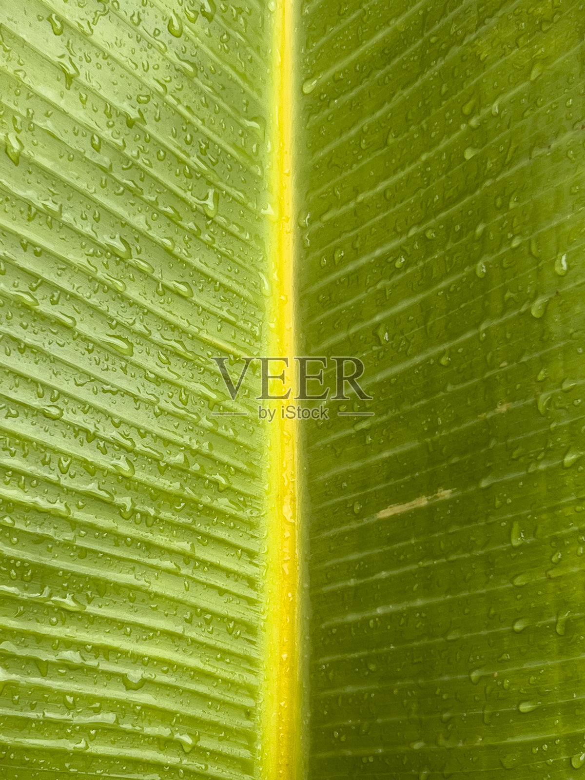 叶子图案与雨滴。照片摄影图片