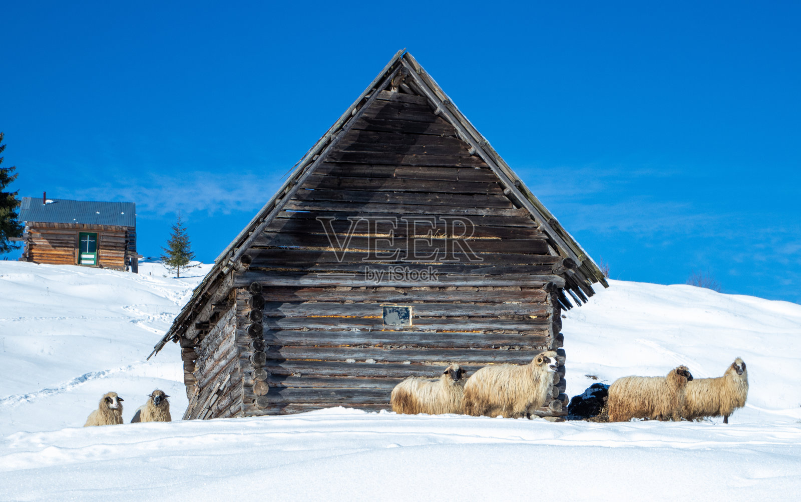 有五只羊站在房子外面照片摄影图片