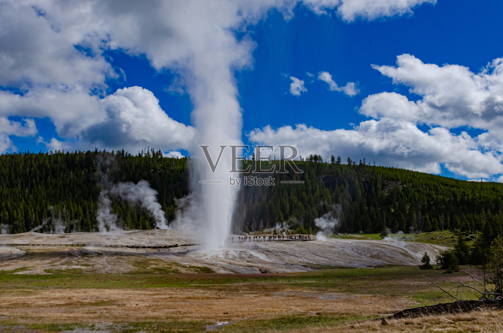 老忠实间歇泉在美国怀俄明州黄石国家公园喷发照片摄影图片