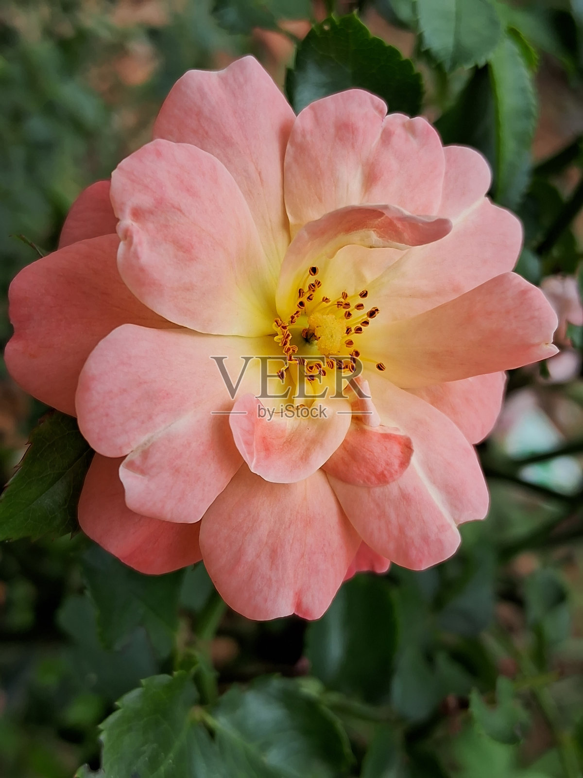 甜蜜的爱照片摄影图片