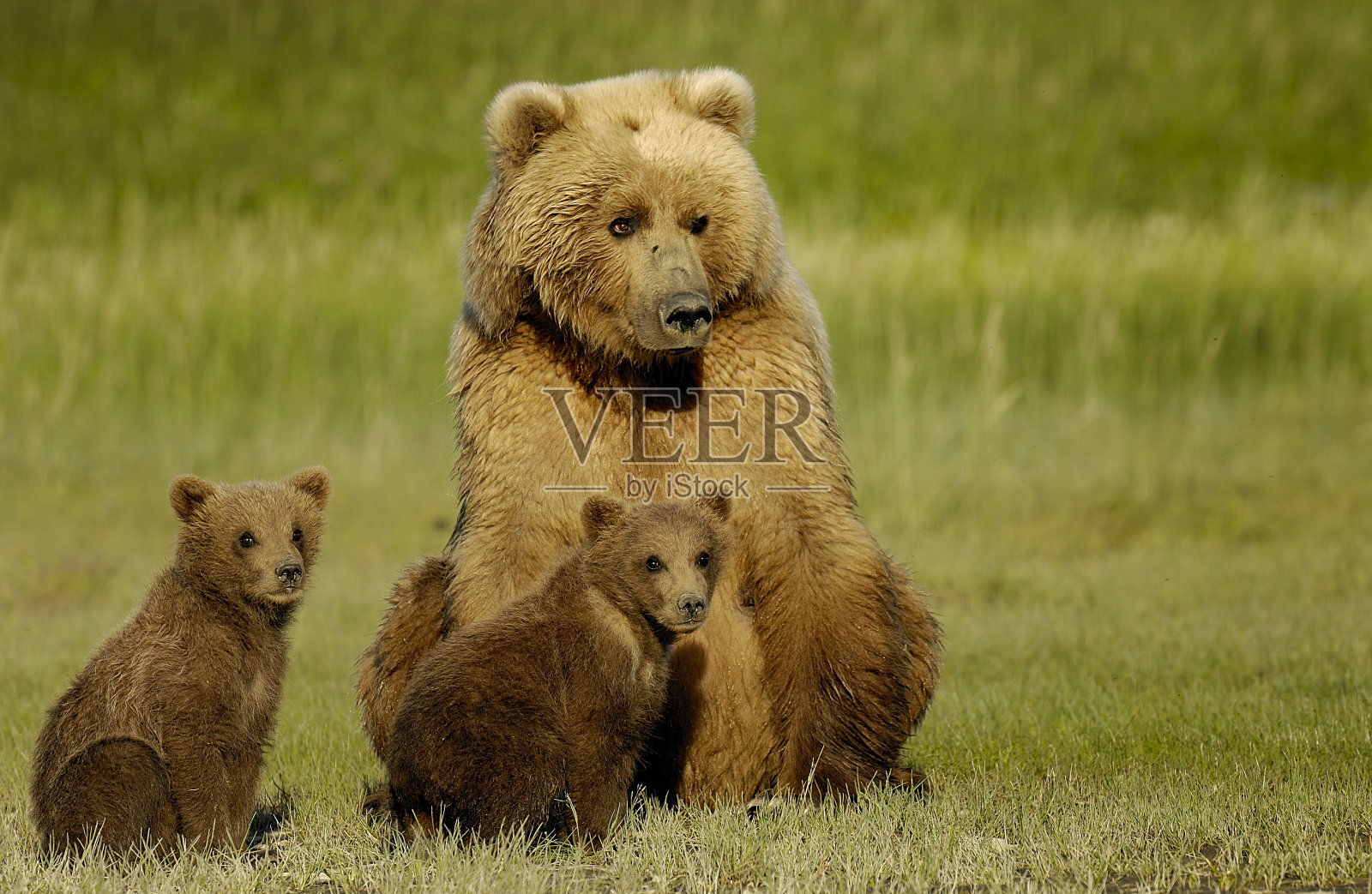 灰熊妈妈和她的孩子们在绿色的草地上照片摄影图片