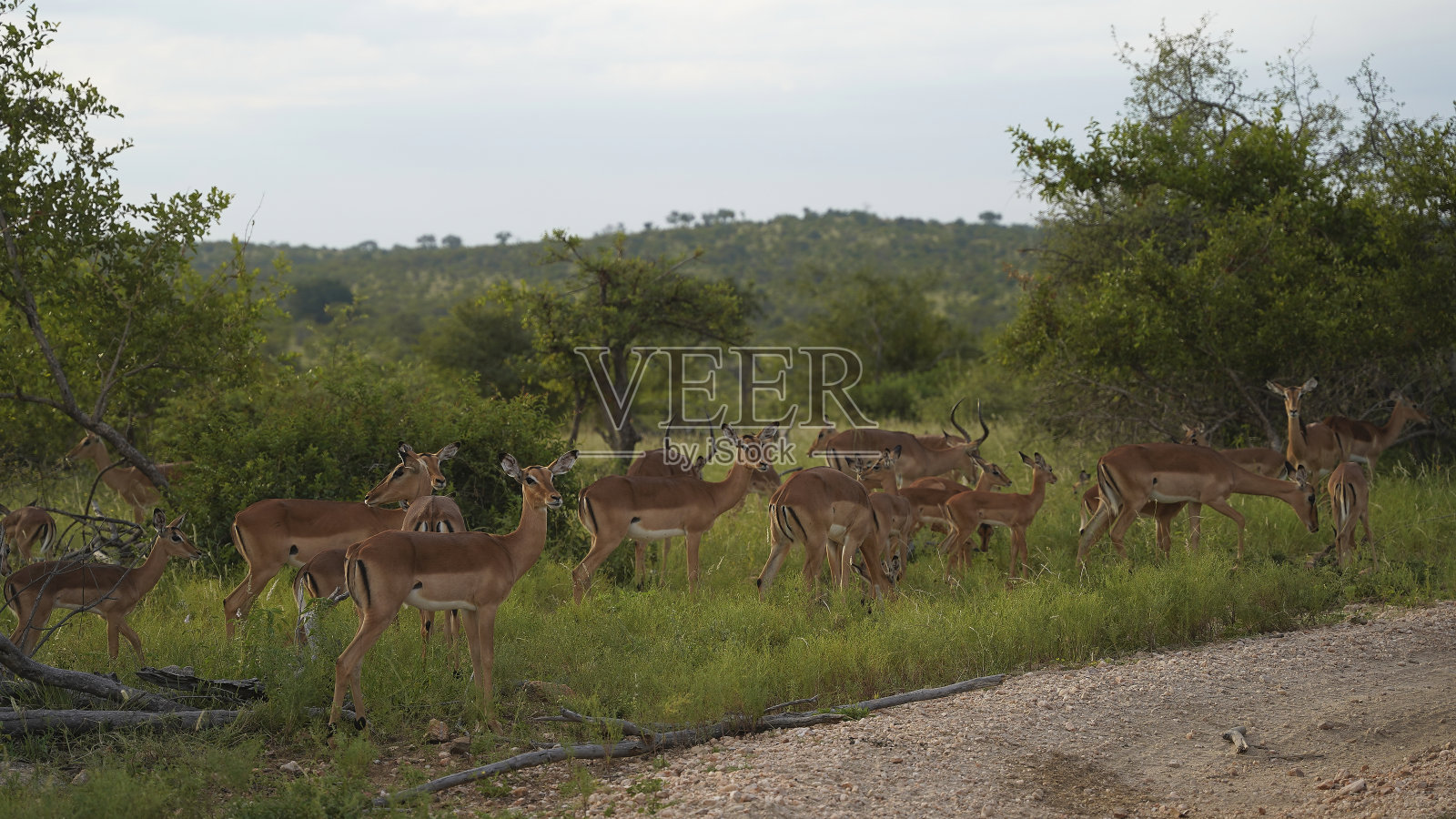 野生的非洲黑斑羚照片摄影图片