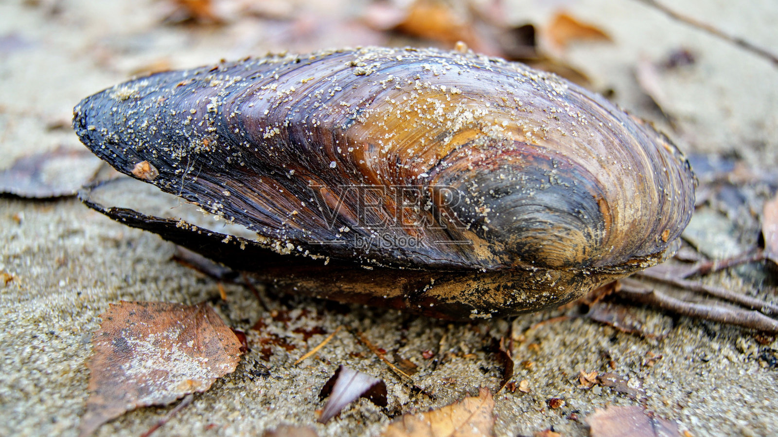 五彩缤纷的贝壳在湖岸与秋叶的自然照片摄影图片