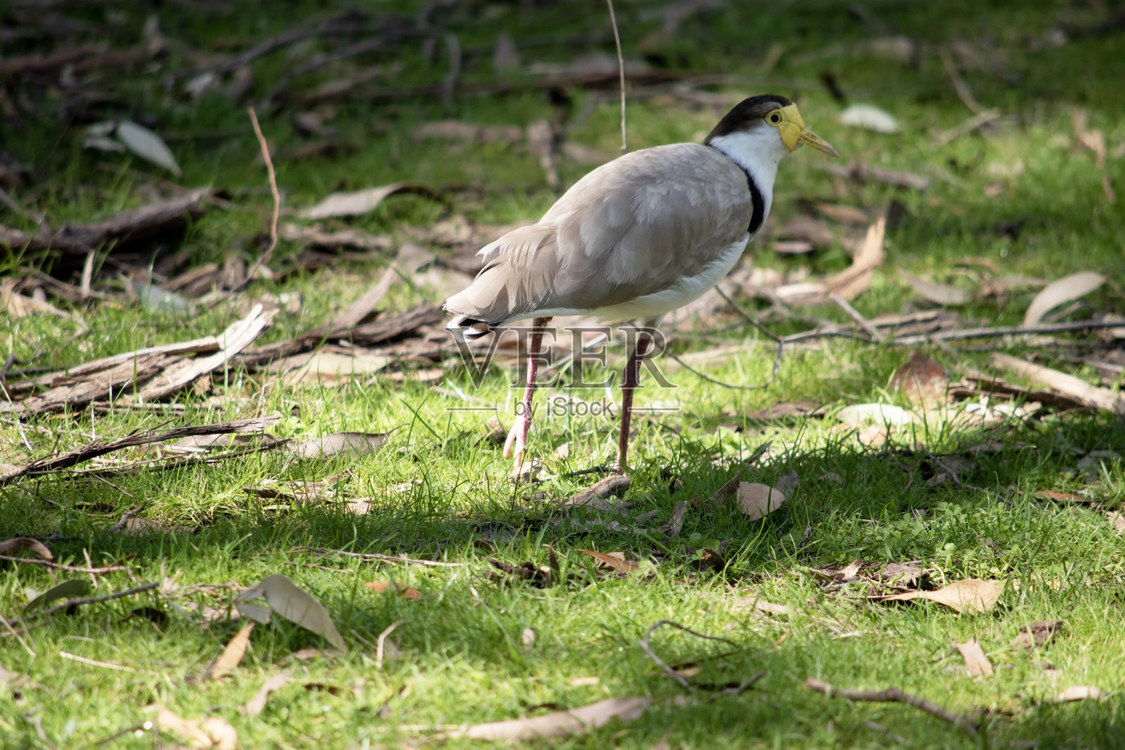 这是一只蒙面田凫的侧视图照片摄影图片