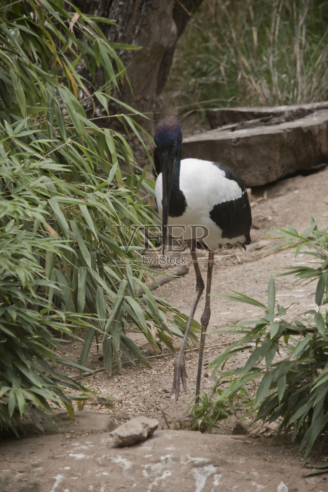 黑颈鹳是一种高大的鸟照片摄影图片