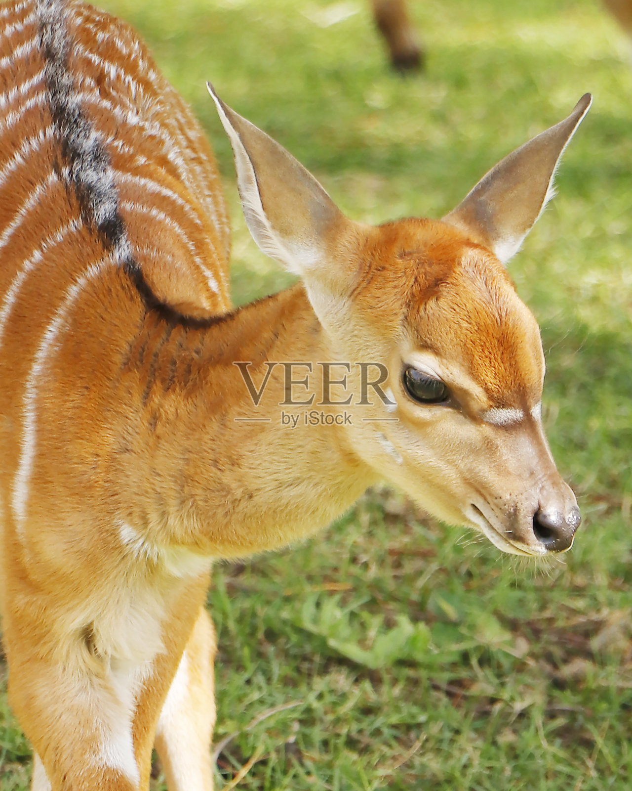 低地尼亚拉或简称尼亚拉是一种螺旋角羚羊，原产于非洲南部照片摄影图片