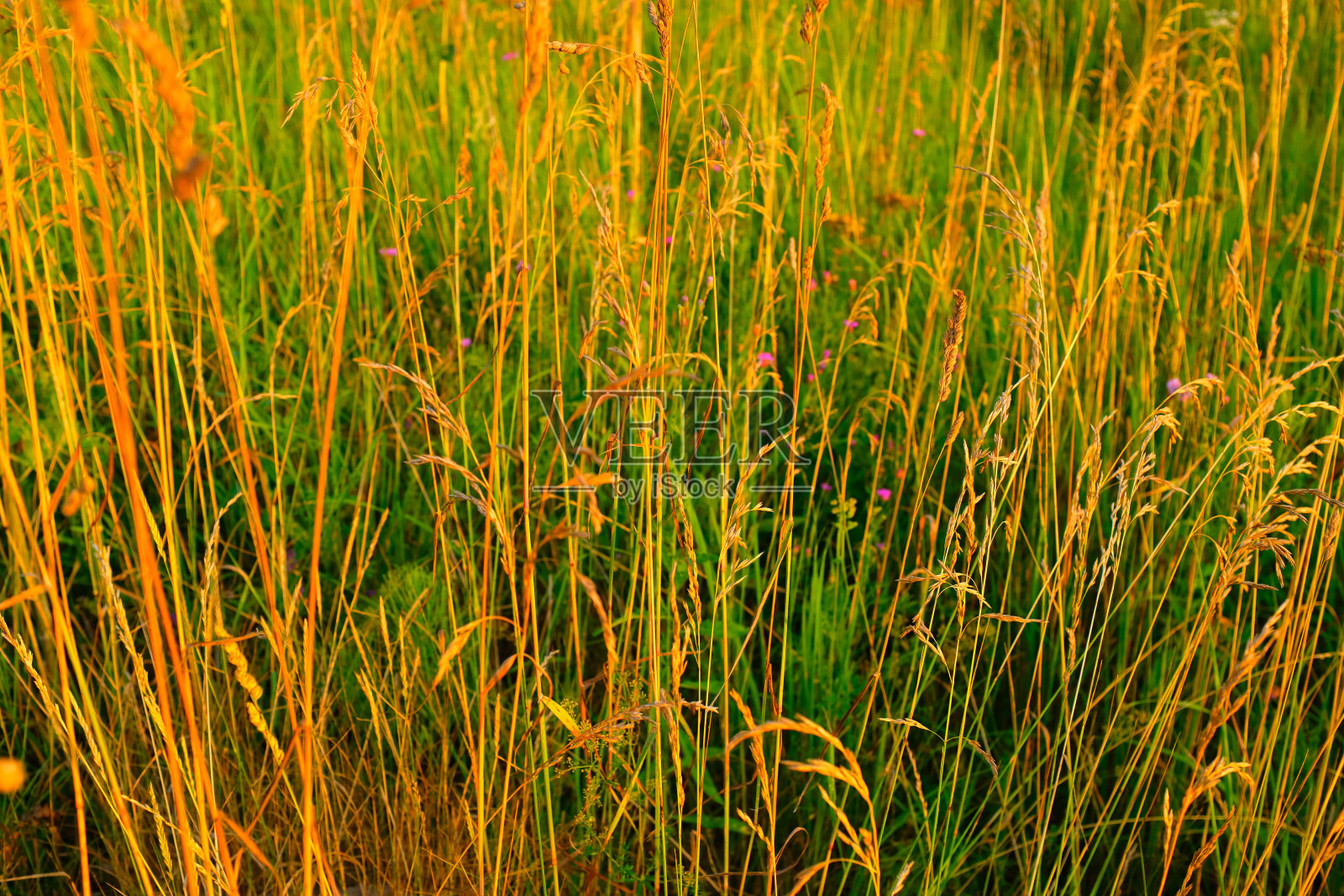 黄绿色草地背景，选择性聚焦。五彩缤纷的领域。夏季草地设计，海报，日历，帖子，屏幕保护程序，壁纸，横幅，封面，网站。高质量照片照片摄影图片