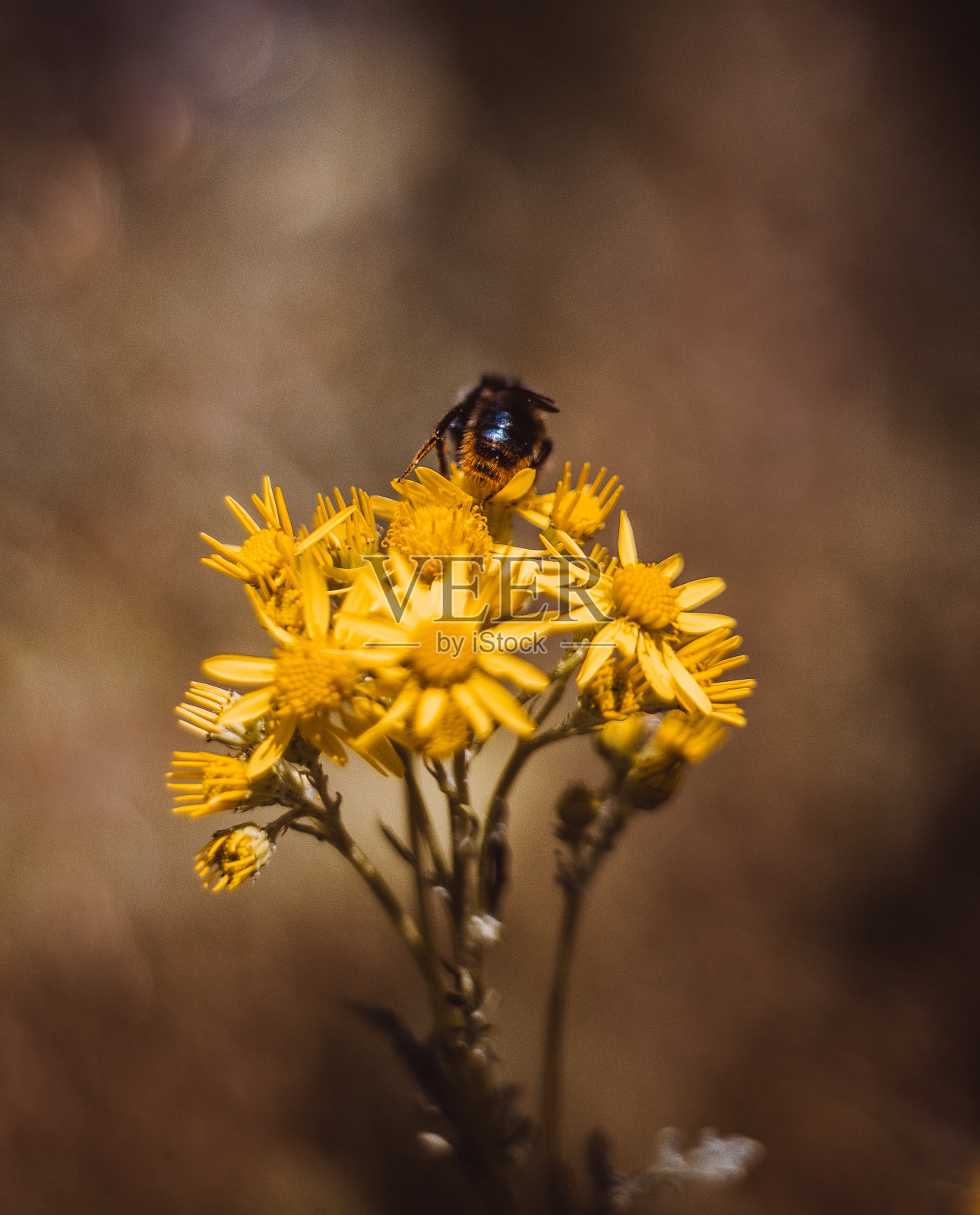 Bystrzyckie山脉的野花-通往Jagodna山的小路-苏台德照片摄影图片