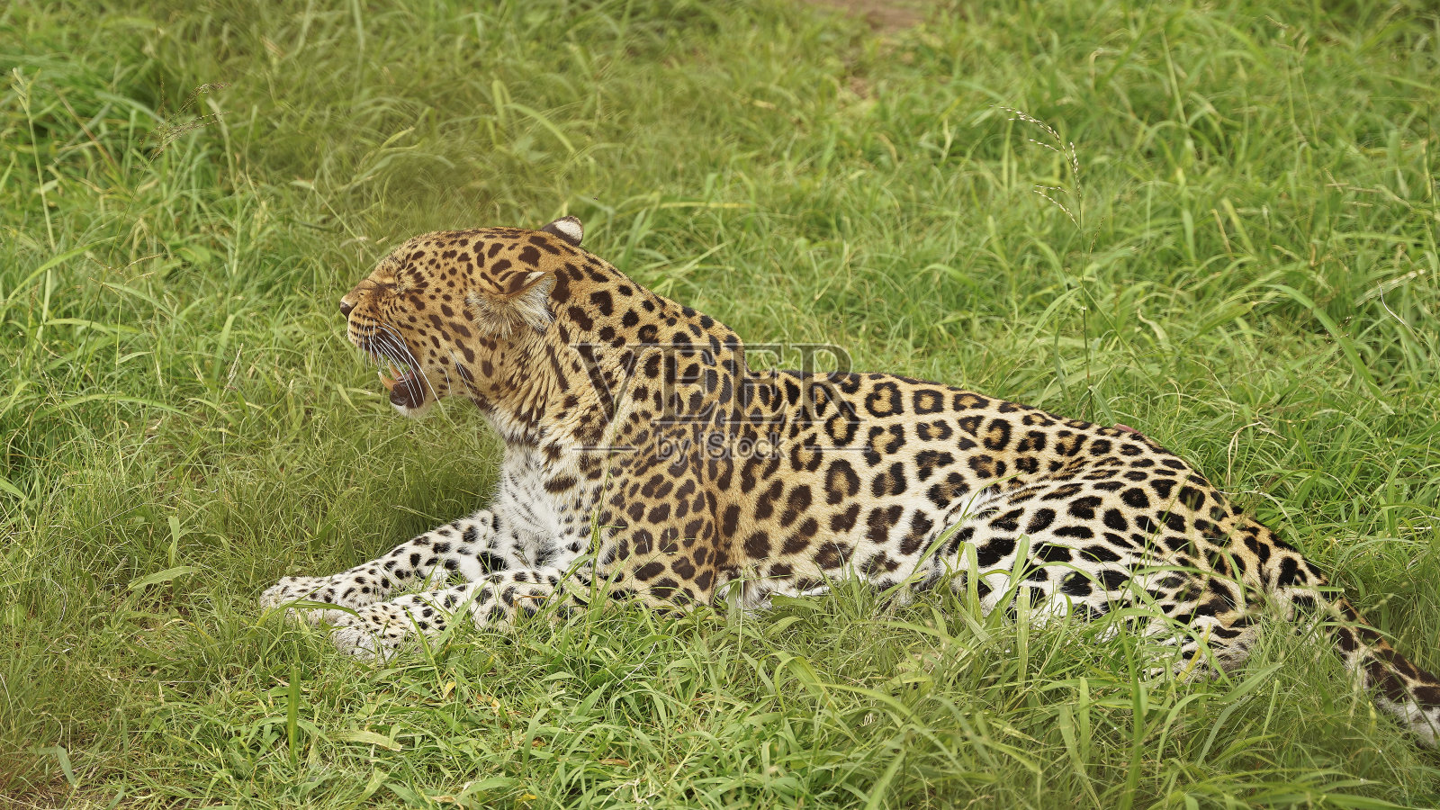 非洲野外的豹子照片摄影图片