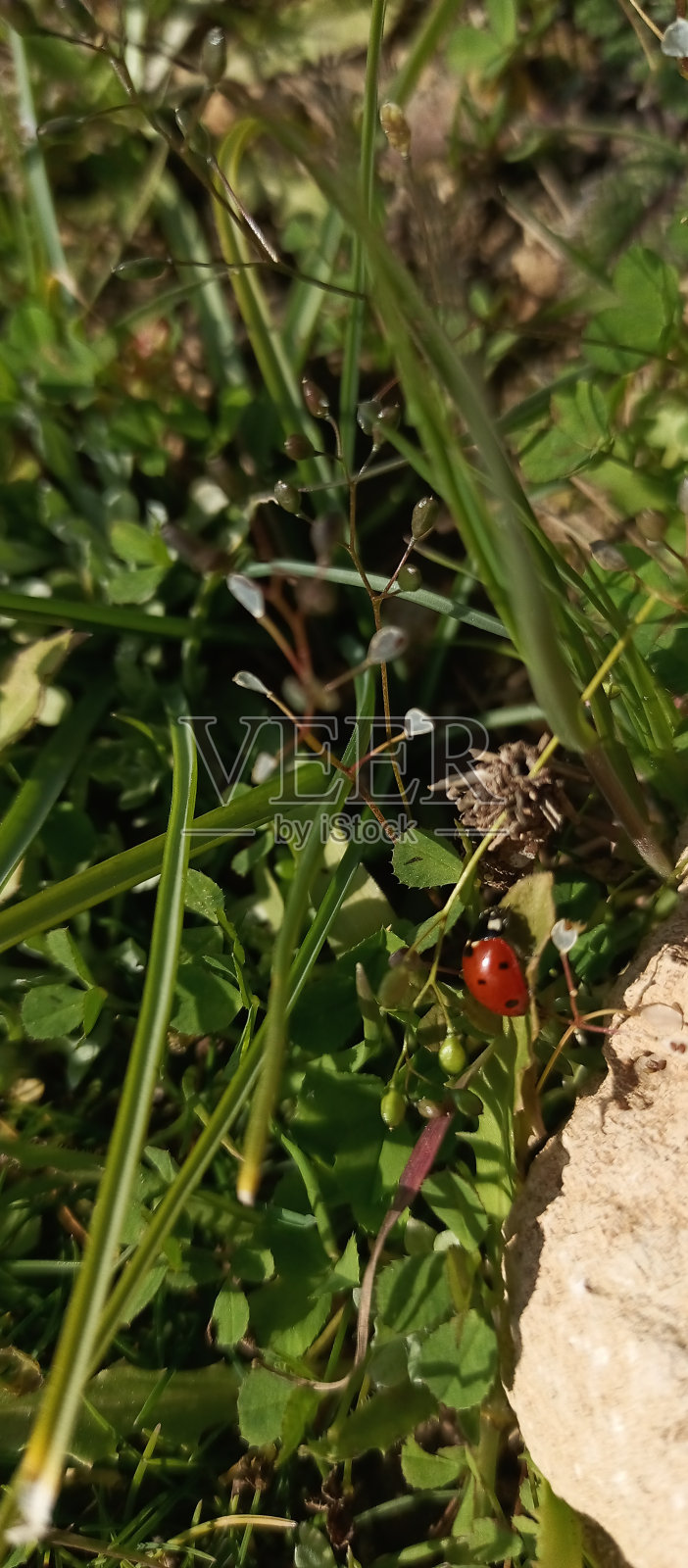 瓢虫照片摄影图片