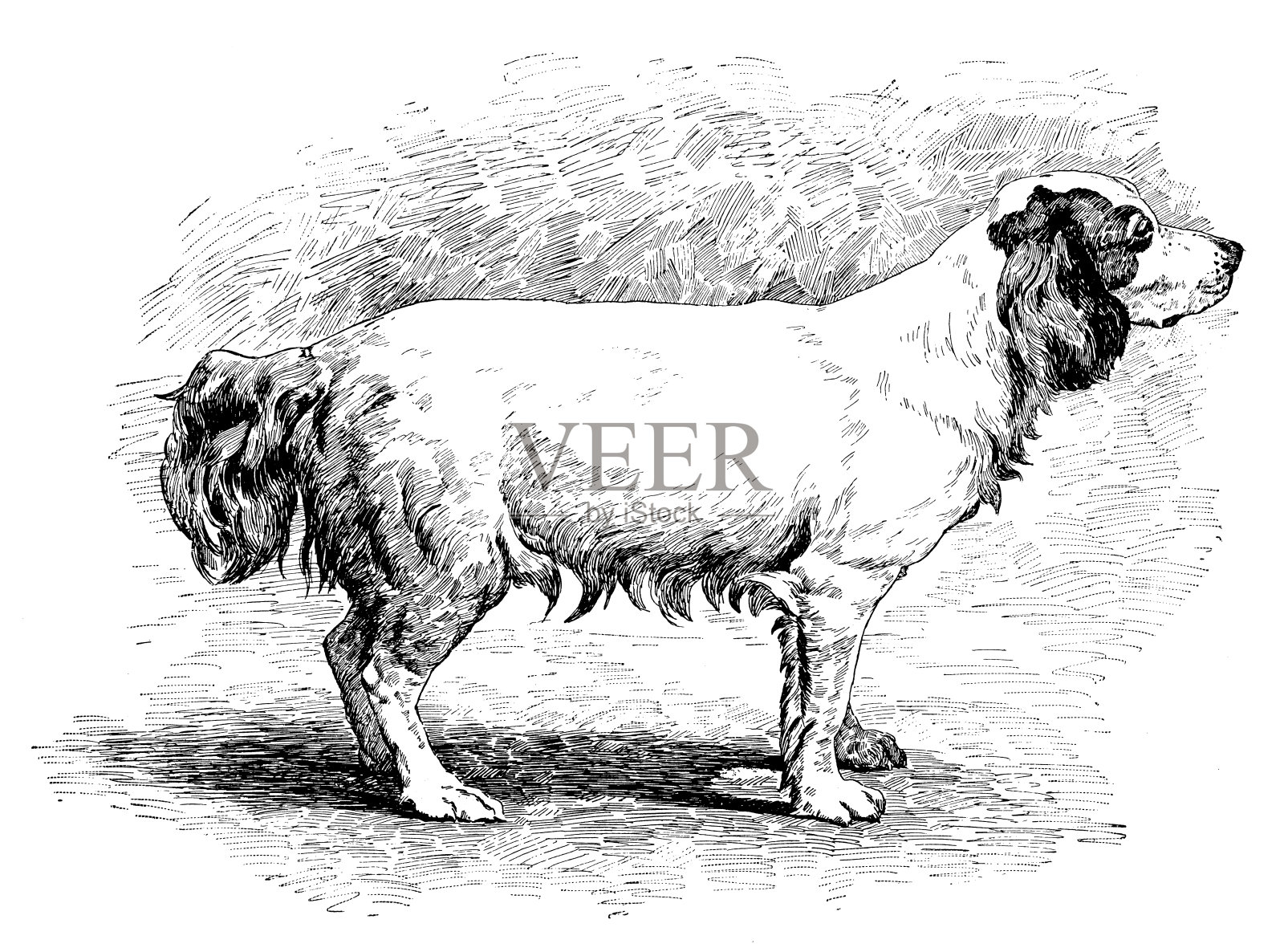 1889年的运动和消遣:小猎犬插画图片素材