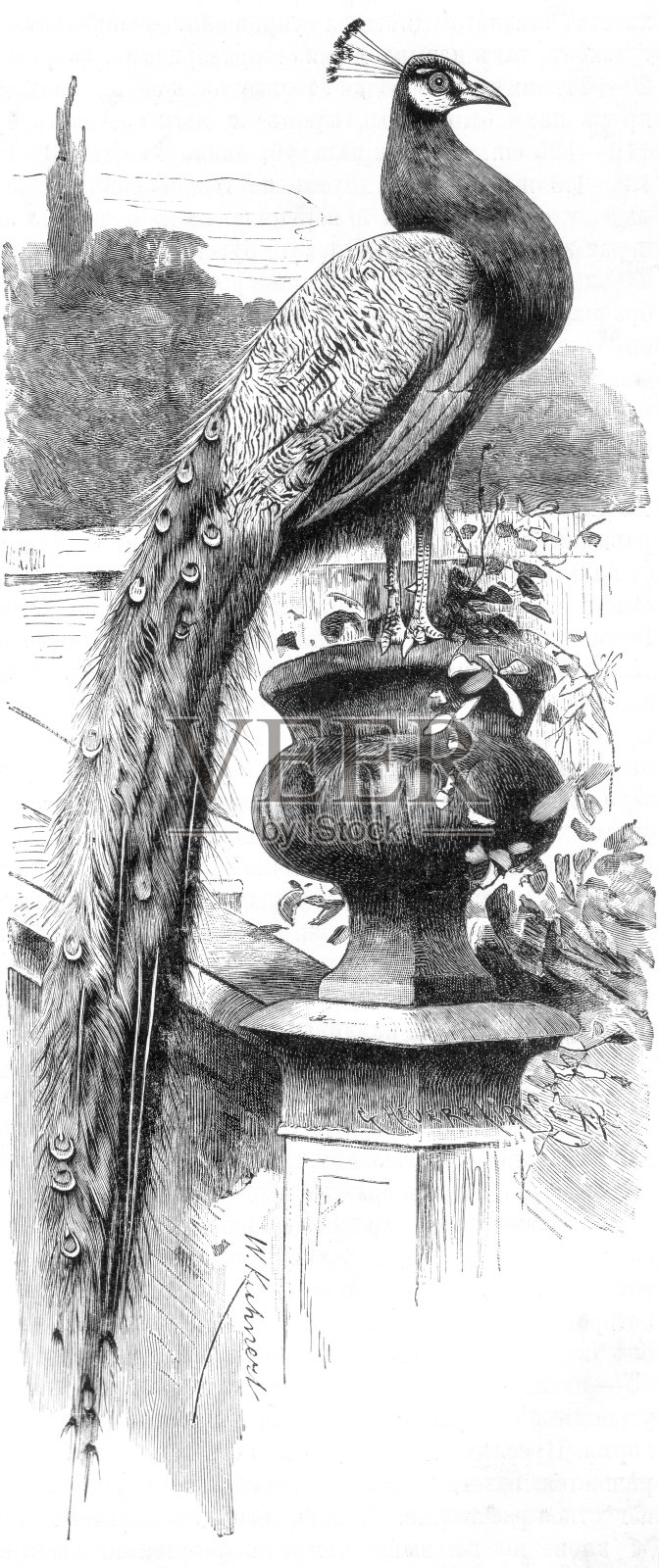 普通孔雀，pavo cristatus，老式插图，1894年插画图片素材