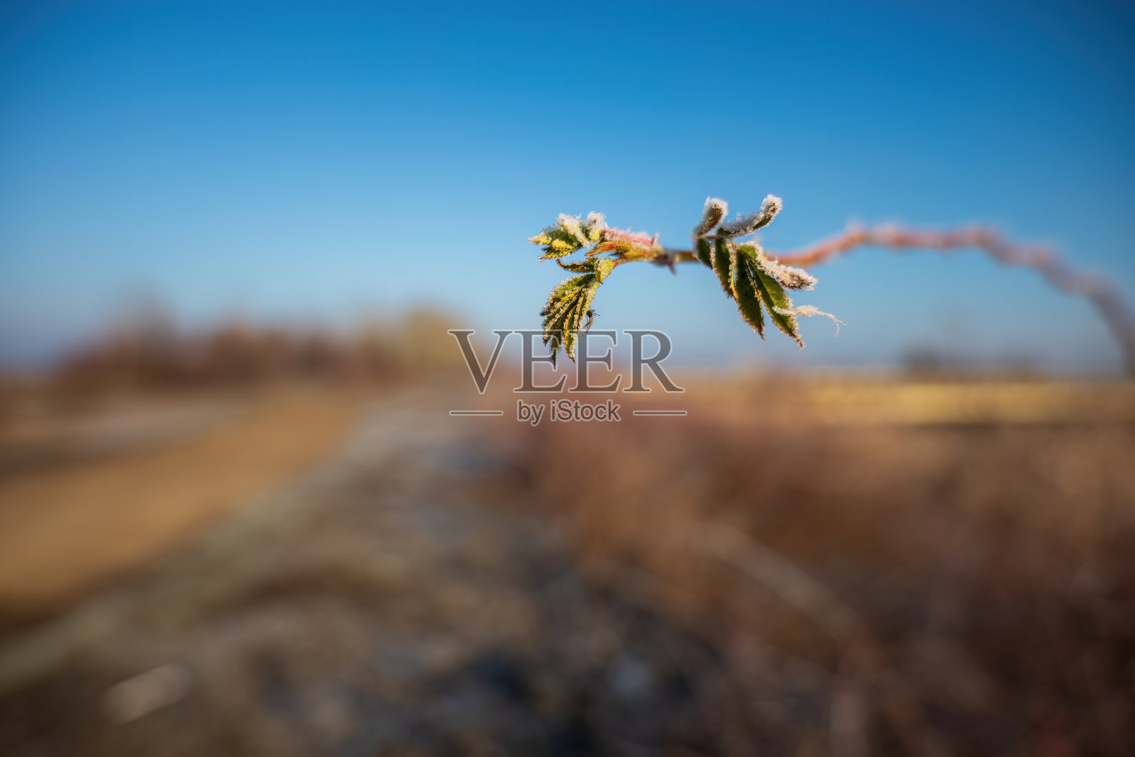 冰冻的野玫瑰绿叶在冬天阳光明媚。照片摄影图片
