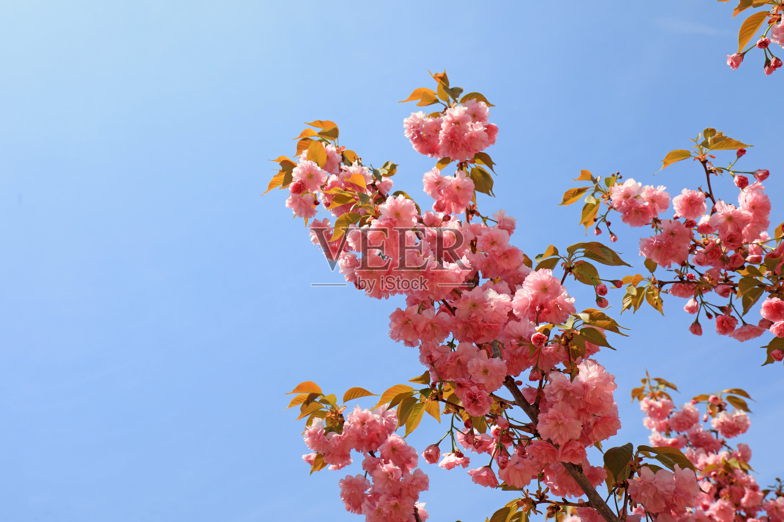 樱花盛开在中国北方的公园里照片摄影图片