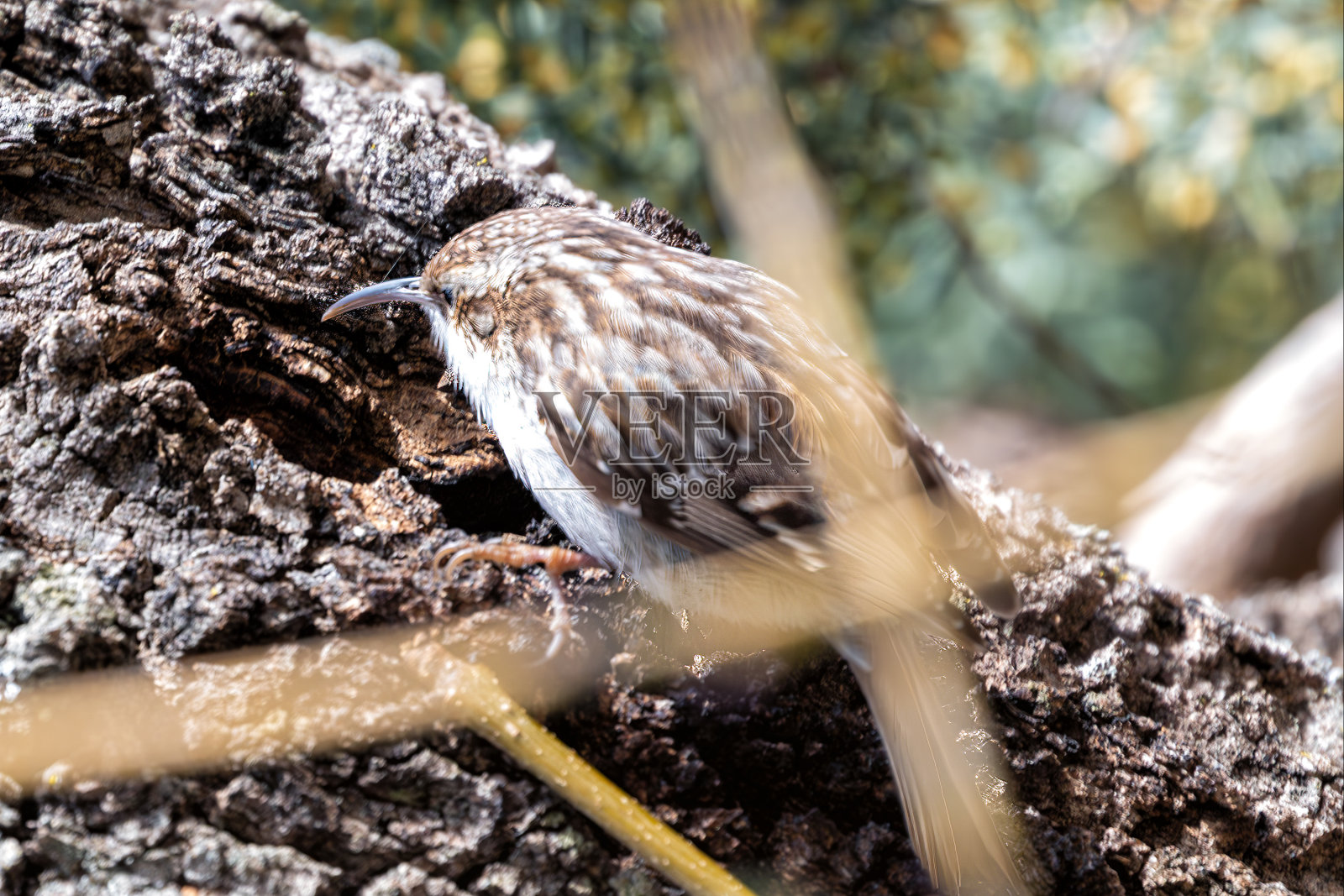 马德里埃尔雷蒂罗公园里的爬山虎照片摄影图片