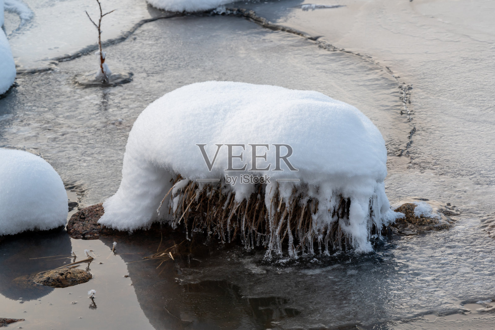 冰雪覆盖着被水包围的植物照片摄影图片