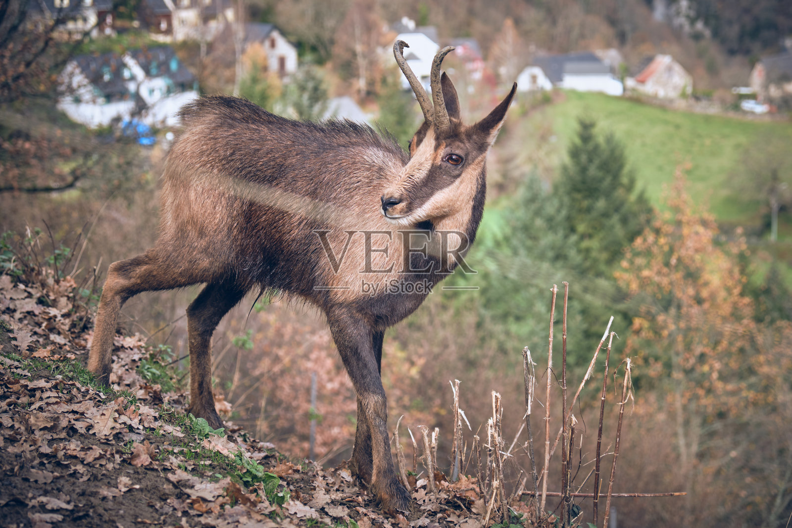 山坡上的野生岩羚羊照片摄影图片