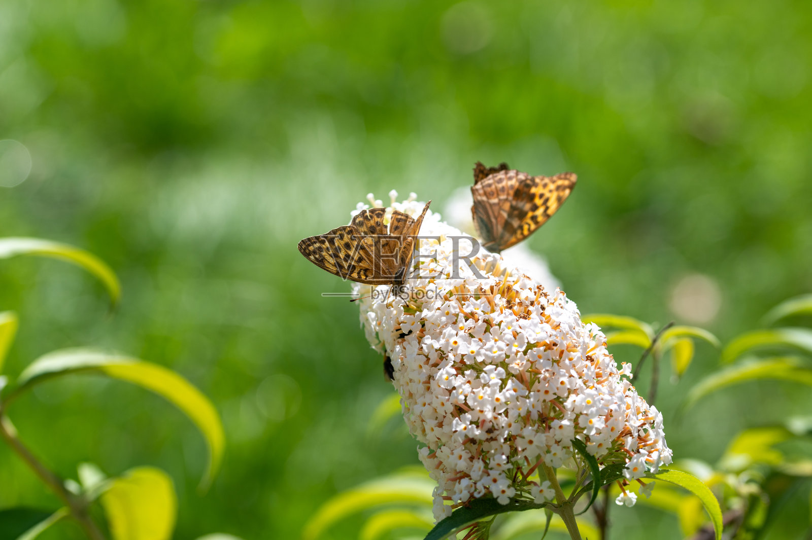蝴蝶在白色的丁香上照片摄影图片