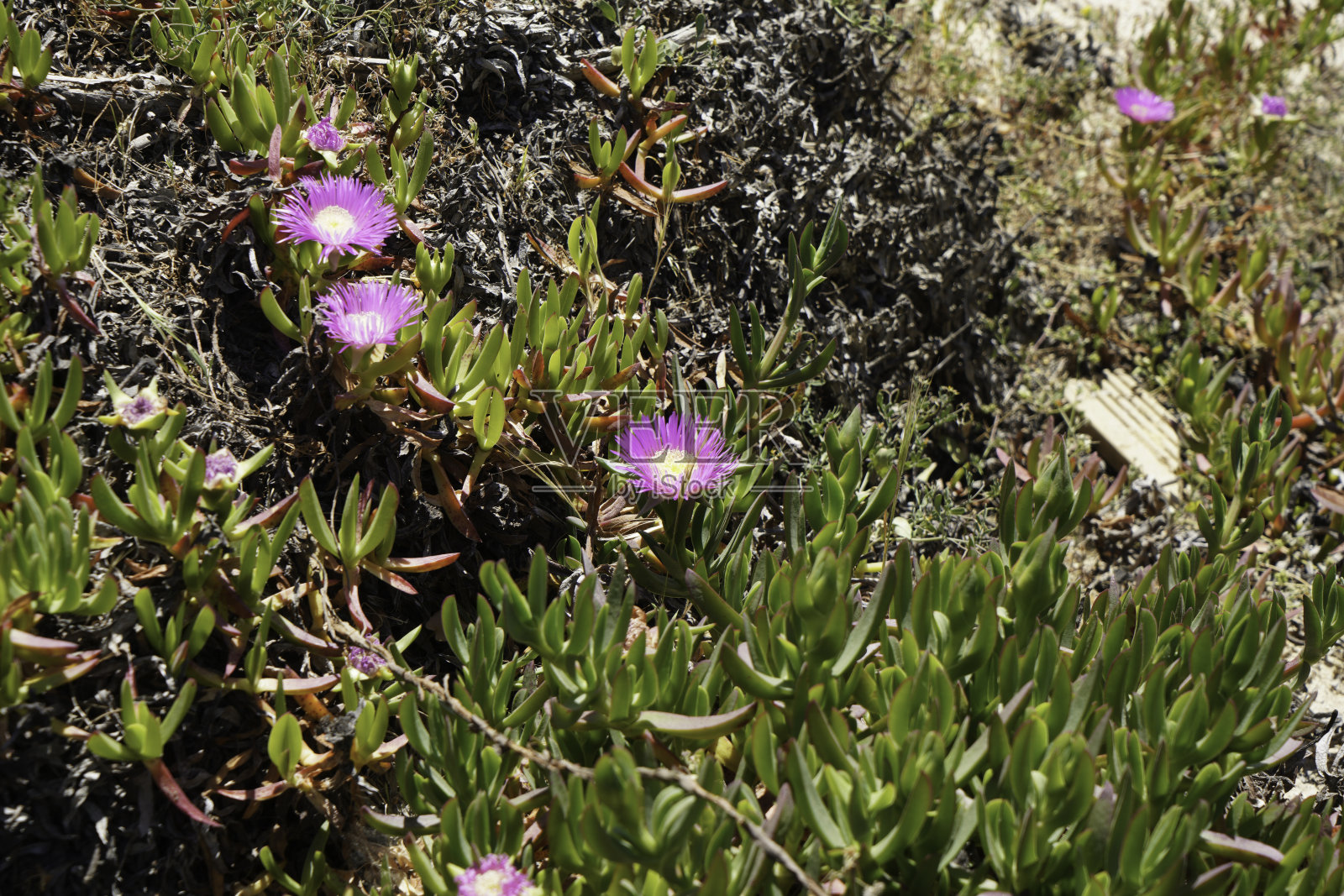 冰草是一种冰植物，生长在沿海地区照片摄影图片