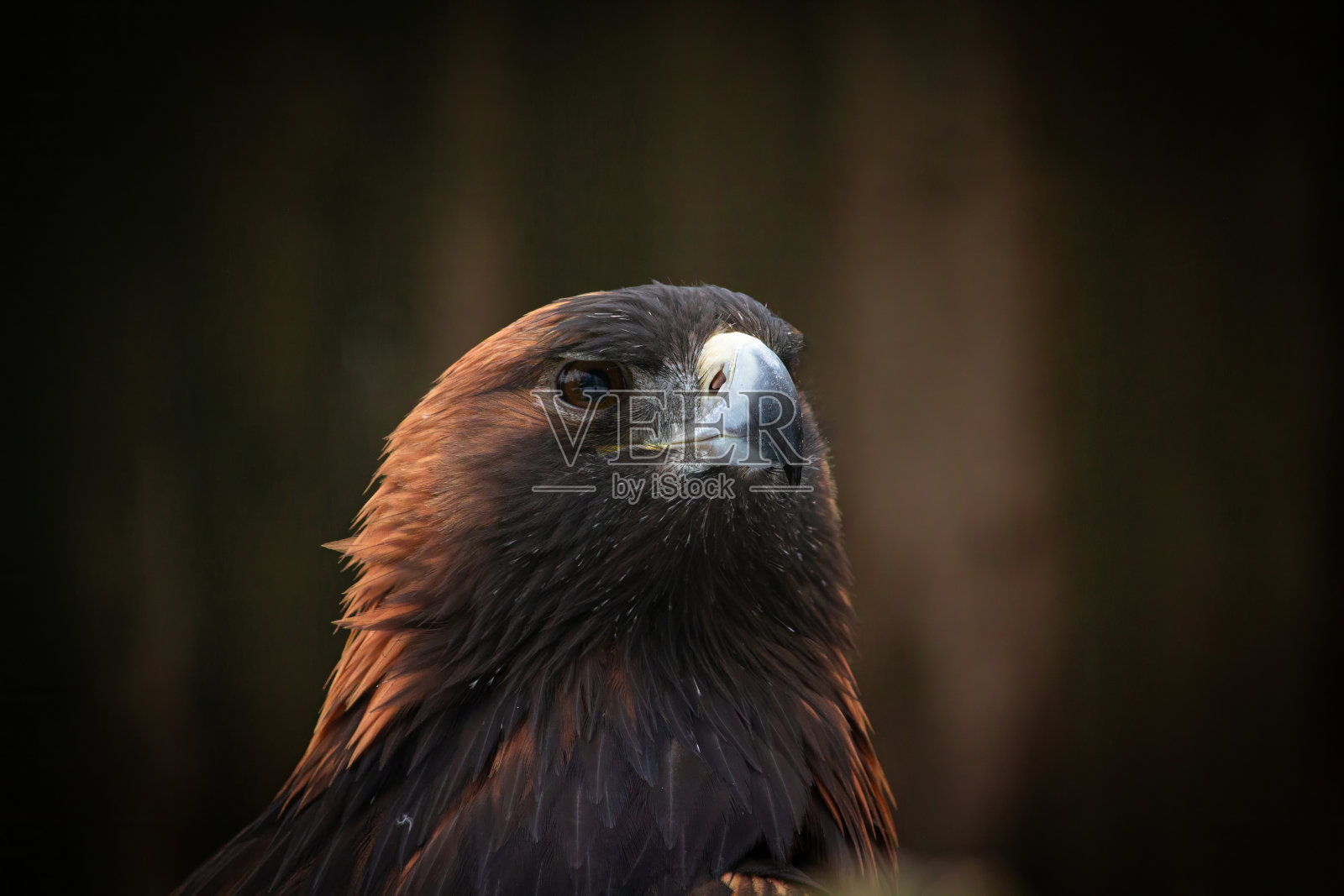 猛禽，金鹰照片摄影图片