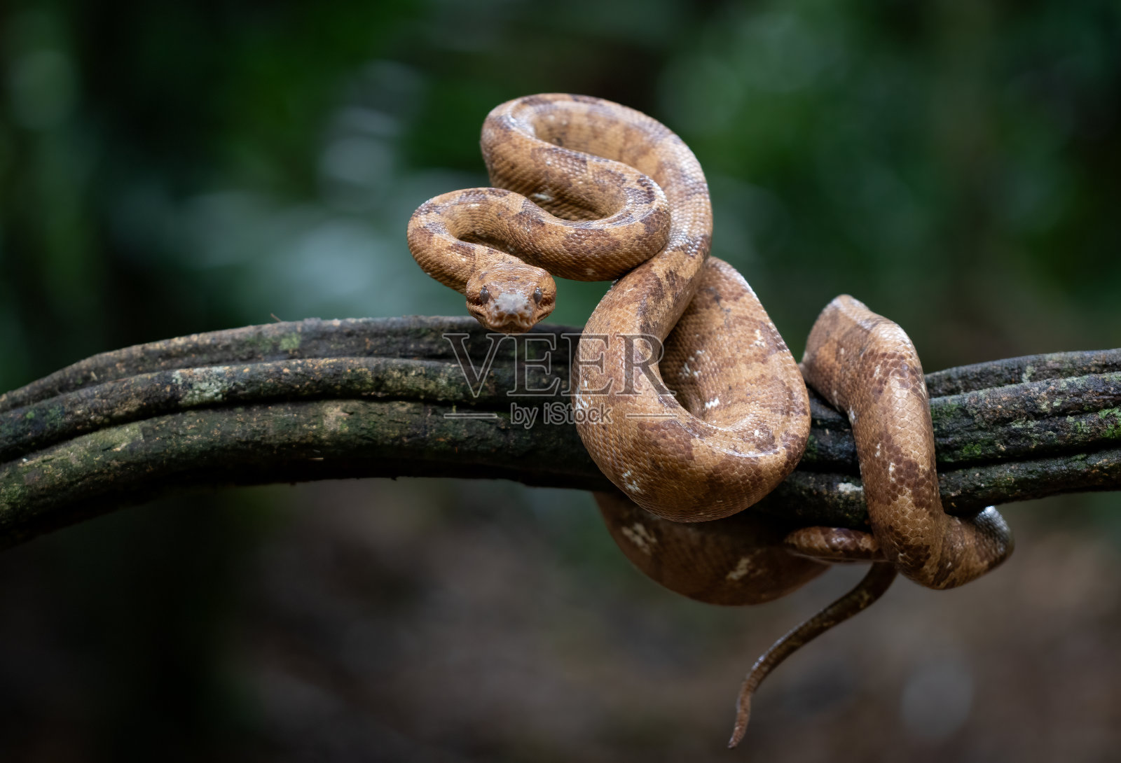 哥斯达黎加的大蟒蛇照片摄影图片