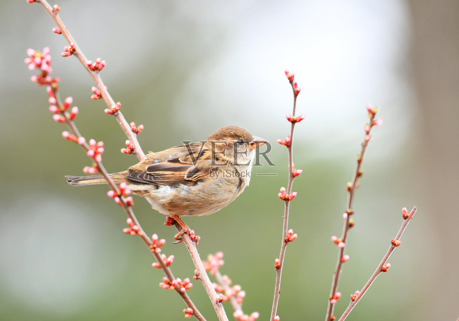 春天树枝上的麻雀照片摄影图片