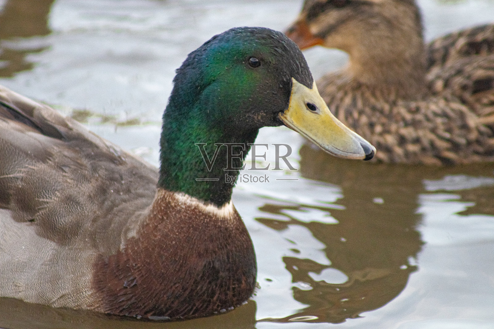 池塘里的德州绿头鸭照片摄影图片