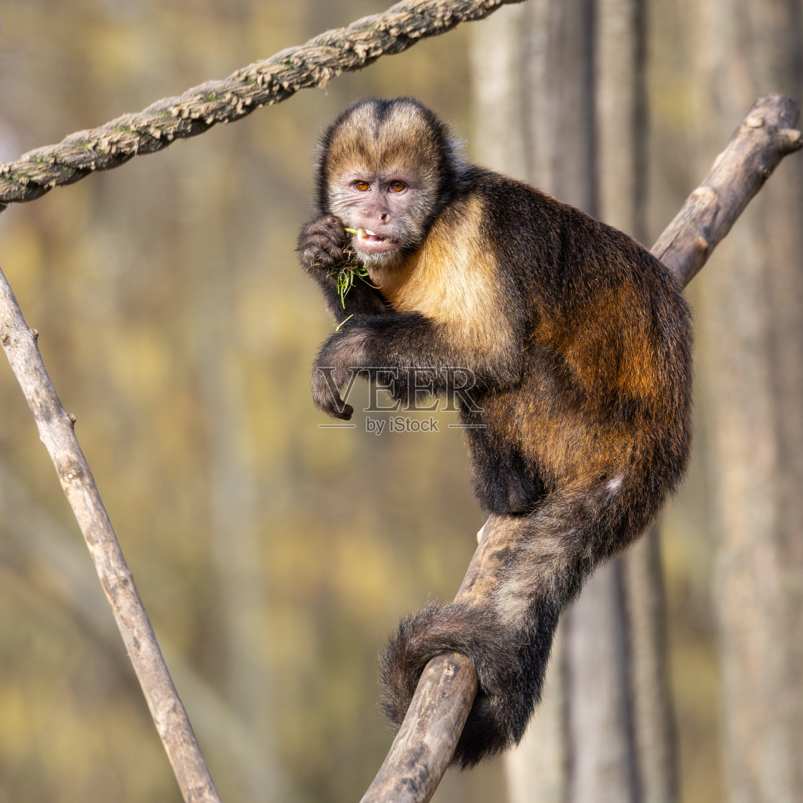 黄胸卷尾猴照片摄影图片