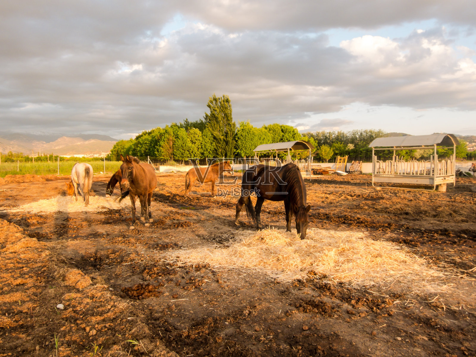 农场里的马照片摄影图片