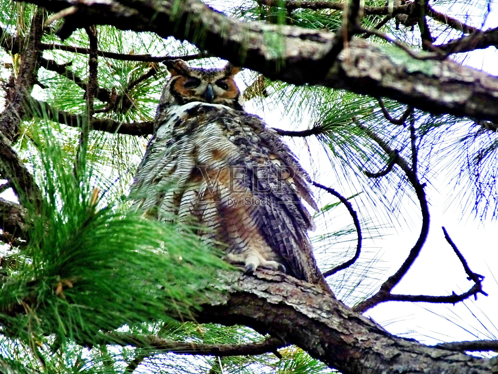 栖息在松树上的大角猫头鹰照片摄影图片