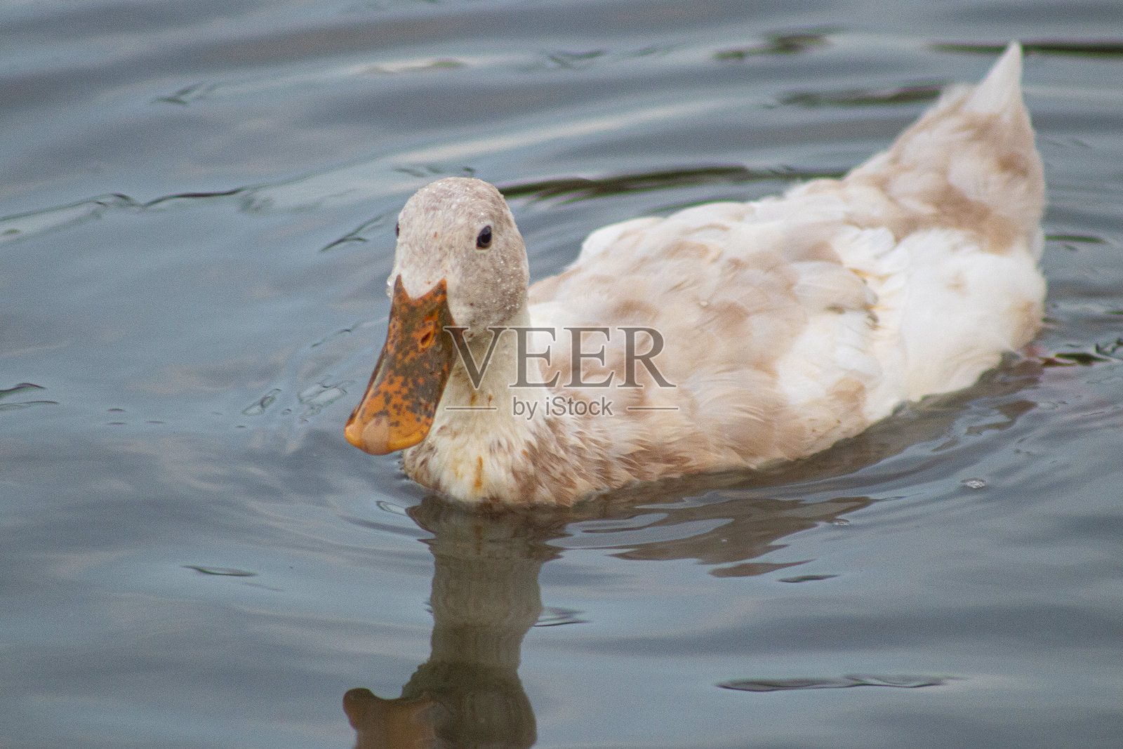 德克萨斯灰和白印第安跑鸭，有斑点的嘴照片摄影图片