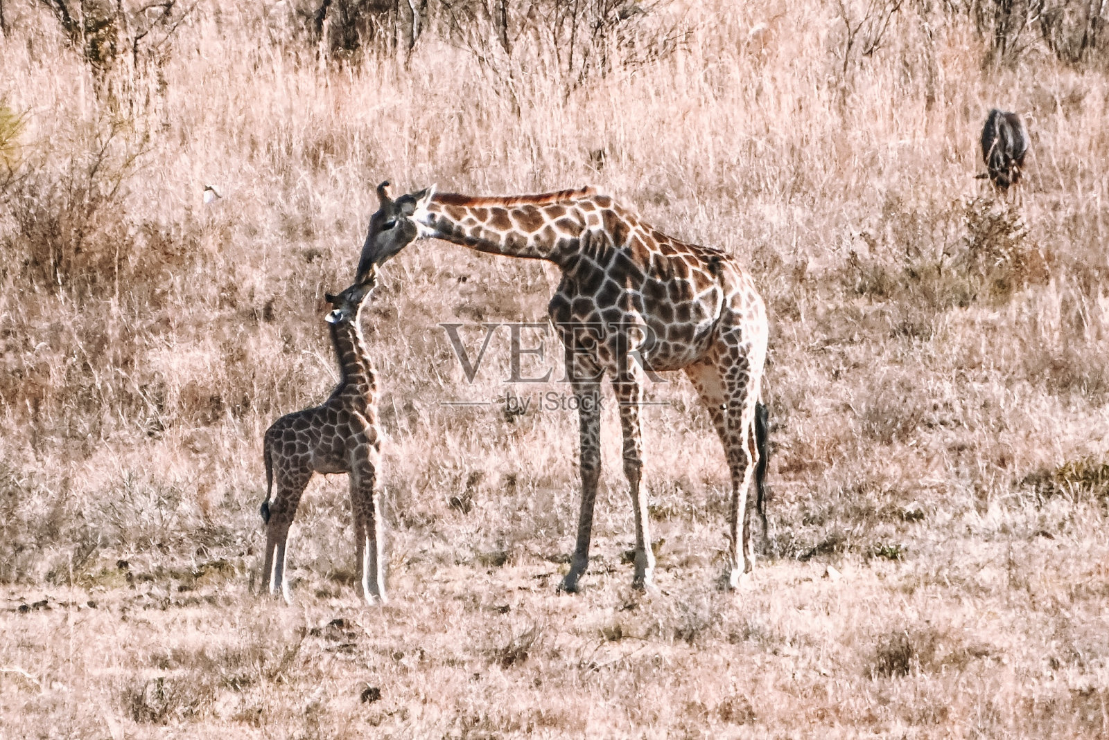 南非的长颈鹿照片摄影图片